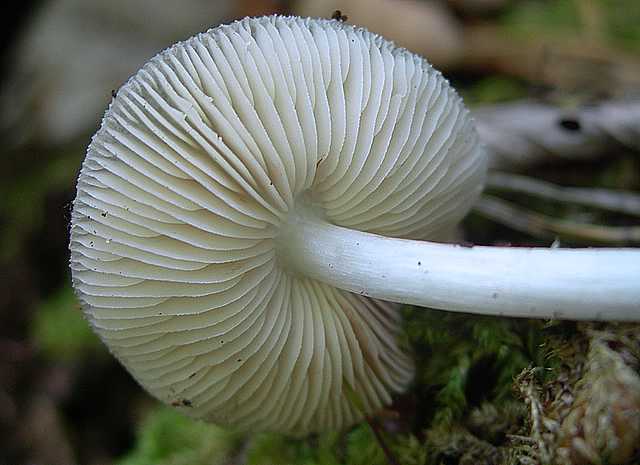 Pluteus   pseudorobertii   M.M. Moser